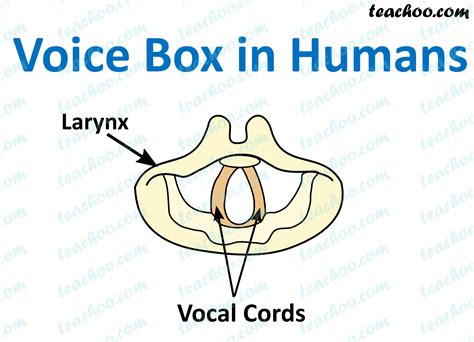 electric voice box name|voice box in human body.